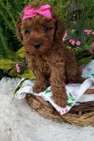 Apple, a female Poodle - Toy  for sale in Bolivar, MO – 6 of 10