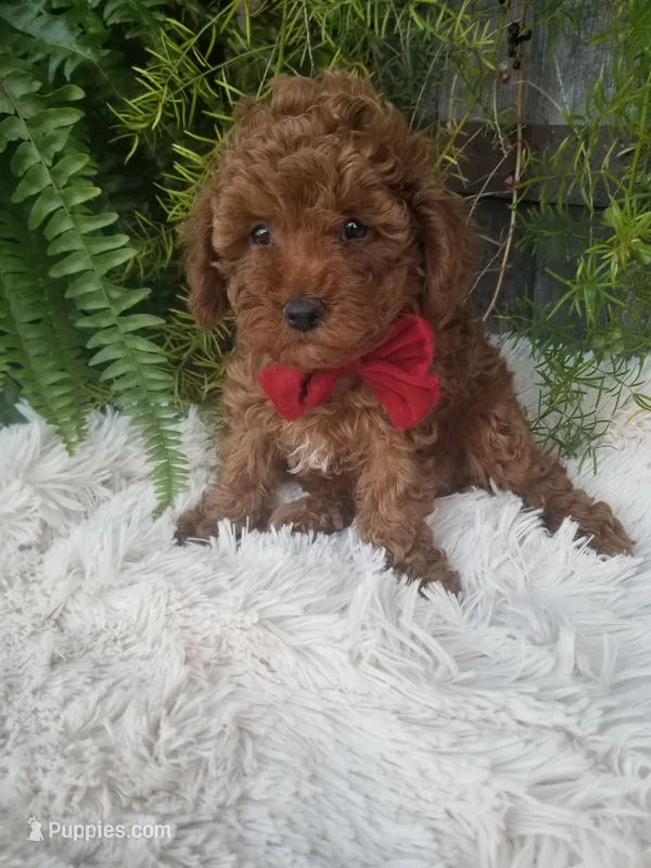 Hudson  – Poodle - Toy  puppy for sale in Bolivar, MO