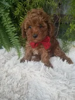 Hudson , a male Poodle - Toy  for sale in Bolivar, MO – 1 of 10
