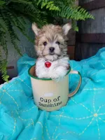 Happy , a male Morkie for sale in Bolivar, MO – 3 of 10