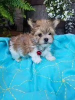 Happy , a male Morkie for sale in Bolivar, MO – 8 of 10