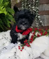 Whiskers , a male Morkie for sale in Bolivar, MO – 7 of 10