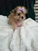 Catalina , a female Morkie for sale in Bolivar, MO – 2 of 10