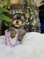 Lincoln , a male Morkie for sale in Bolivar, MO – 4 of 10