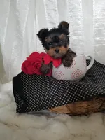 River , a male Yorkshire Terrier for sale in Bolivar, MO – Photo 6 of 10