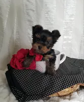 River , a male Yorkshire Terrier for sale in Bolivar, MO – Photo 2 of 10