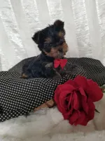River , a male Yorkshire Terrier for sale in Bolivar, MO – Photo 9 of 10