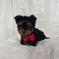 River , a male Yorkshire Terrier for sale in Bolivar, MO – Photo 8 of 10
