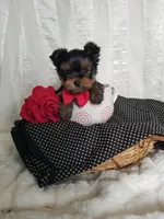 River , a male Yorkshire Terrier for sale in Bolivar, MO – Photo 7 of 10