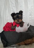 River , a male Yorkshire Terrier for sale in Bolivar, MO – Photo 3 of 10