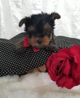 River , a male Yorkshire Terrier for sale in Bolivar, MO – Photo 10 of 10