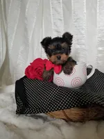 River , a male Yorkshire Terrier for sale in Bolivar, MO – Photo 5 of 10