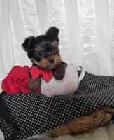 River , a male Yorkshire Terrier for sale in Bolivar, MO – Photo 1 of 10