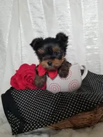 River , a male Yorkshire Terrier for sale in Bolivar, MO – Photo 4 of 10