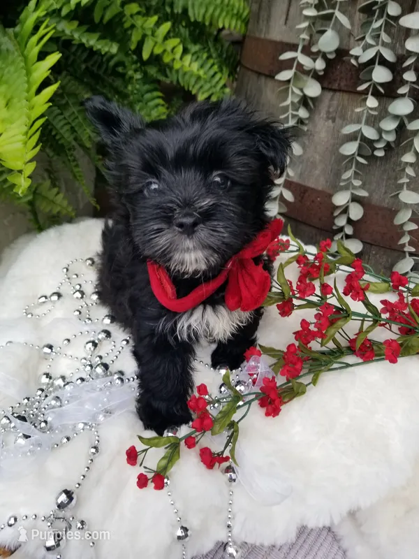Whiskers  – Morkie puppy for sale in Bolivar, MO
