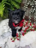 Whiskers , a male Morkie for sale in Bolivar, MO – 5 of 10