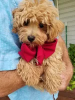 Rubble , a male Maltipoo for sale in Bolivar, MO – 8 of 10