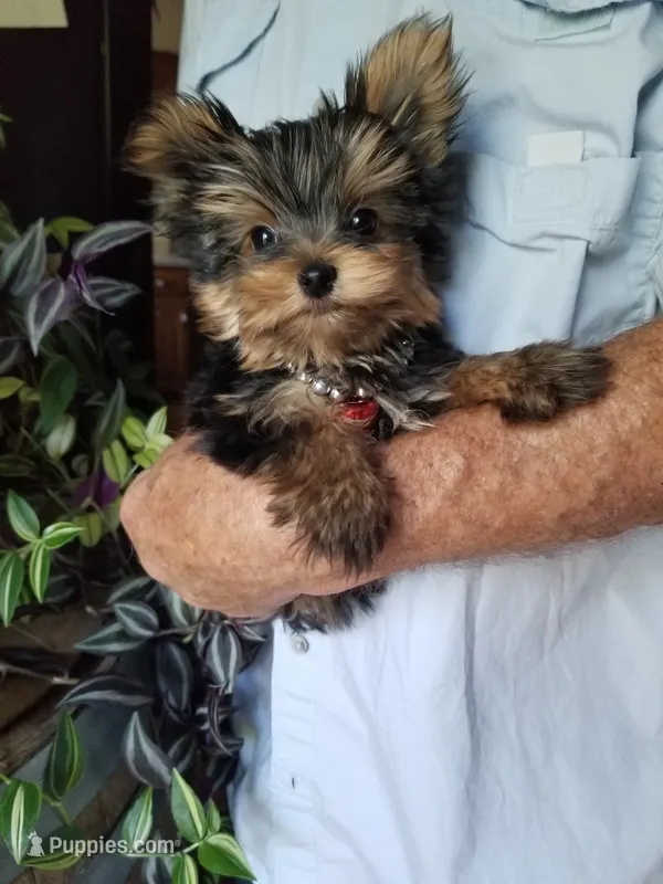 Maxx – Yorkshire Terrier puppy for sale in Bolivar, MO