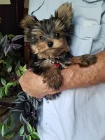 Maxx, a male Yorkshire Terrier for sale in Bolivar, MO – 9 of 10