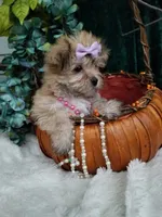 Catalina , a female Morkie for sale in Bolivar, MO – 3 of 10