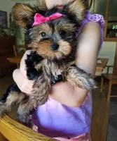 Catalina , a female Yorkshire Terrier for sale in Bolivar, MO – 7 of 10