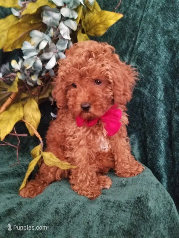 Hudson  – Poodle - Toy  puppy for sale in Bolivar, MO