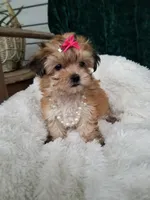Kitty , a female Morkie for sale in Bolivar, MO – 2 of 10