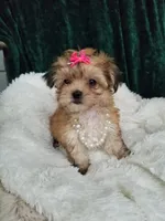 Kitty , a female Morkie for sale in Bolivar, MO – 3 of 10