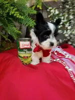 Rocky, a male Morkie for sale in Bolivar, MO – 8 of 10