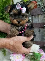 Cricket , a female Yorkshire Terrier for sale in Bolivar, MO – 7 of 10