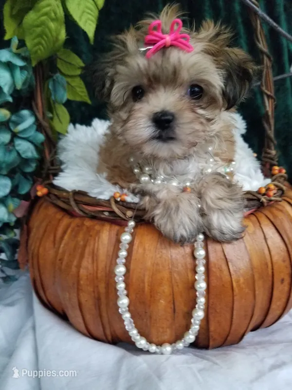 Kitty  – Morkie puppy for sale in Bolivar, MO