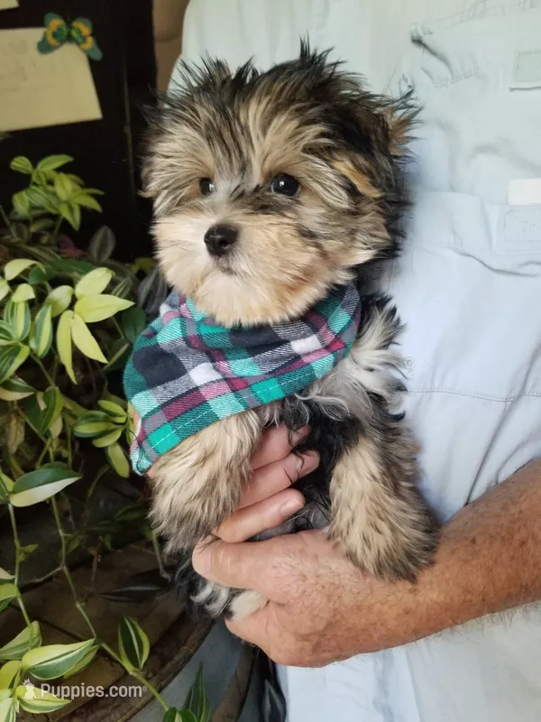 Rip – Morkie puppy for sale in Bolivar, MO
