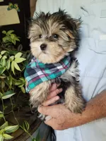 Rip, a male Morkie for sale in Bolivar, MO – 1 of 5