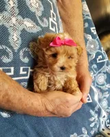 Kiwi, a female Maltipoo for sale in Bolivar, MO – Photo 8 of 10