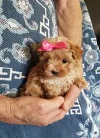 Kiwi, a female Maltipoo for sale in Bolivar, MO – Photo 9 of 10