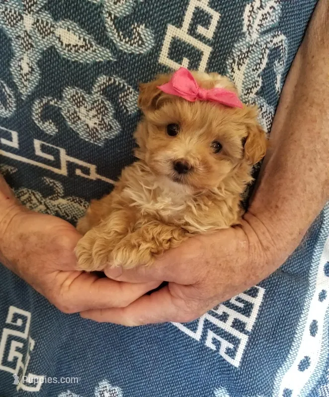 Kiwi – Maltipoo puppy for sale in Bolivar, MO
