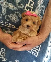 Kiwi, a female Maltipoo for sale in Bolivar, MO – Photo 1 of 10
