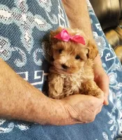 Kiwi, a female Maltipoo for sale in Bolivar, MO – Photo 5 of 10