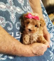 Kiwi, a female Maltipoo for sale in Bolivar, MO – Photo 7 of 10