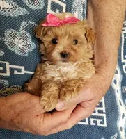 Kiwi, a female Maltipoo for sale in Bolivar, MO – Photo 2 of 10