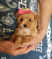 Kiwi, a female Maltipoo for sale in Bolivar, MO – Photo 6 of 10