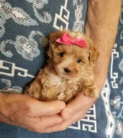 Kiwi, a female Maltipoo for sale in Bolivar, MO – Photo 3 of 10
