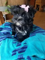 Snow Paws, a female Morkie for sale in Bolivar, MO – 2 of 9