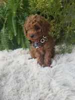 Dr. Pepper, a male Poodle - Toy  for sale in Bolivar, MO – 5 of 10