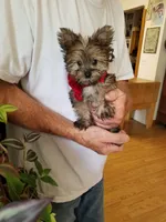 Benny, a male Yorkshire Terrier for sale in Bolivar, MO – 7 of 10