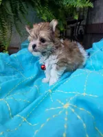 Happy , a male Morkie for sale in Bolivar, MO – 5 of 10