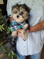 Rip, a male Morkie for sale in Bolivar, MO – 4 of 5