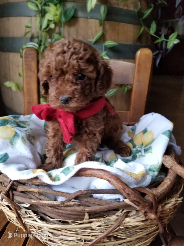 Peppers  – Poodle - Toy  puppy for sale in Bolivar, MO