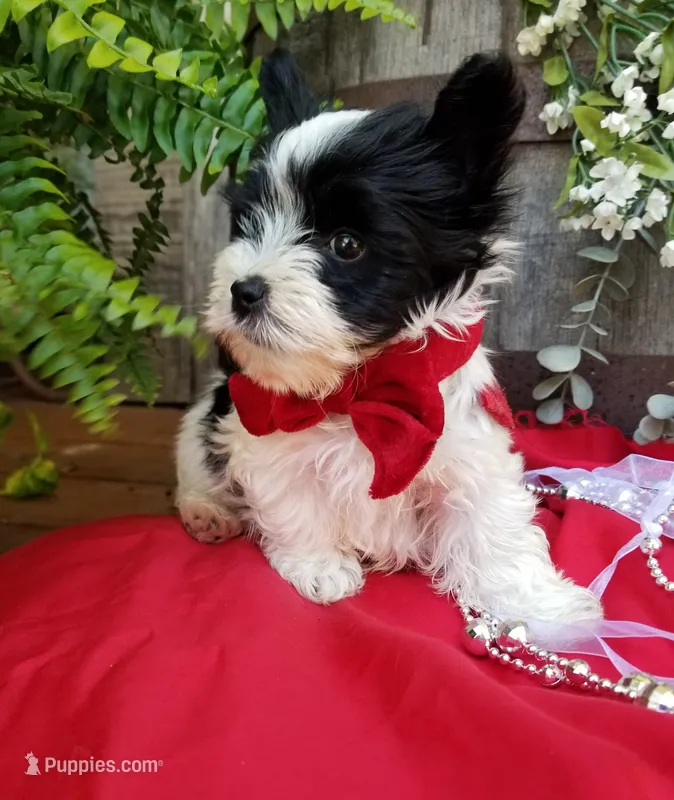 Rocky – Morkie puppy for sale in Bolivar, MO