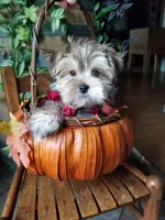 Rubble , a male Morkie for sale in Bolivar, MO – 1 of 10